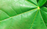 leaf_03