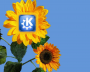 kde4flower