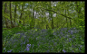 In the Bluebell Woods - 2