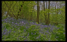 In the Bluebell Woods - 3