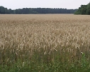 Watercolor wheat field