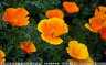 flowers with kde4.3 b2