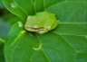 HD Nature green Wallpaper: frog on leaf