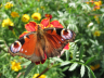 Butterfly in my Garden