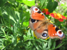 Butterfly in my Garden 2