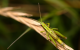 grasshopper_4