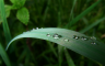 Raindrop Widescreen