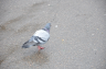 Running pigeon