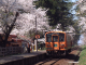 Cherry-blossom & Local train