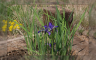 Wild Mountain Iris