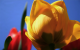 tulipes_hdr