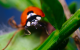ladybird_1