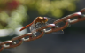 dragonfly on chain v. 2
