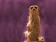 Pastelised Meerkat