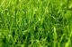 Green grass :-)