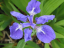 blue iris green backgrnd
