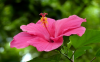 Hibiscus 