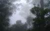 Eucalypt Mist