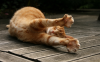 Stretcing cat