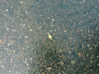 Snail at road