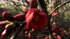 Flowering Quince [genus Chaenomeles]