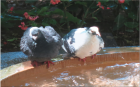 Funky Pigeons of Palma