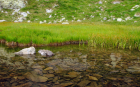grass in Ponteranica lakes