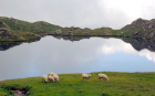 Sheep at Ponteranica lakes