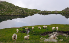 Sheep at Ponteranica lakes 2