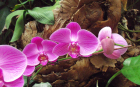 Red Moth Orchid 2 