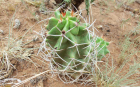 Star Barrel Cactus