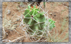 Star Barrel Cactus Framed