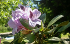  rhododendron