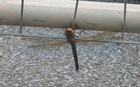 Brown Hawker Dragonfly