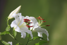 Lilies White Flowers (3072x2048)