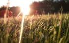 Nature Grass Lens (2560x1600)