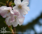 KDE Flowers v3