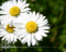KDE Flowers v4