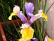 Colourful iris