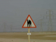 Camels ahead