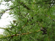 Rainy Fir tree close up