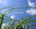 Ubuntu Grass (Logo free version too)