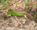 Green  Skink