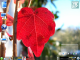 KDE Red Leaf