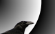 Raven 1440x900