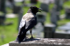 The graveyard Crow