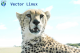 Vector Cheetah 1 -sky