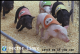 Vector linux pig racing