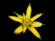 Yellow_Flower_1