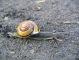 Snail